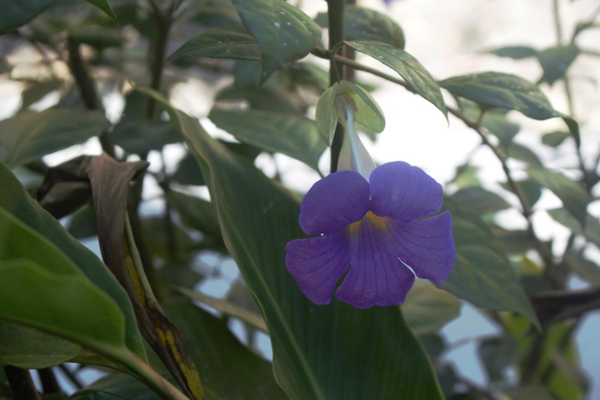 Encanto Arenal Lodge La Fortuna ภายนอก รูปภาพ